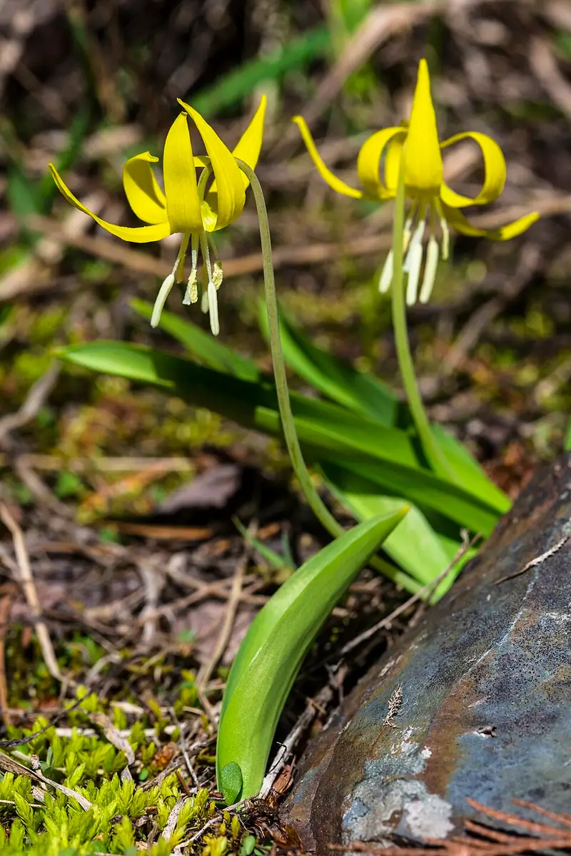 Two nodding yellow glacier lily flowers with backswept petals growing near a mossy rock.