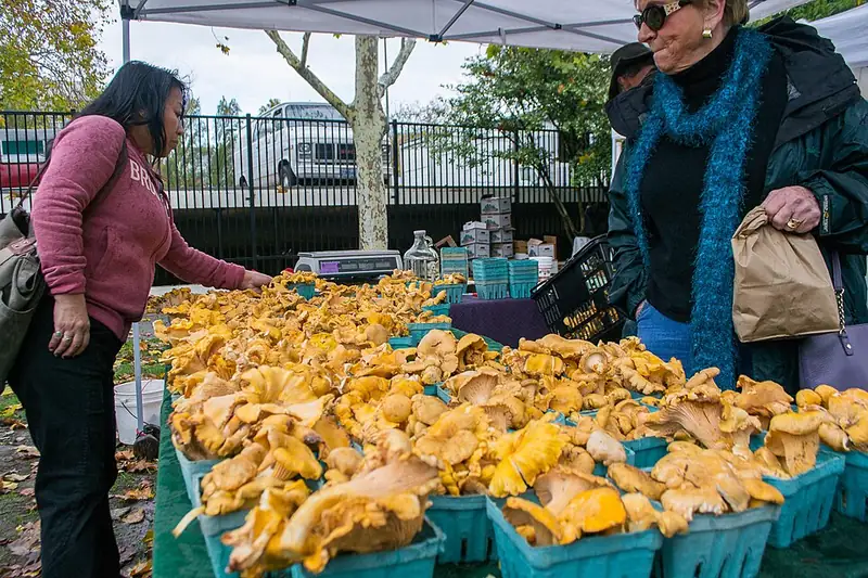 A pile of golden-orange chanterelle mushrooms displayed at a farmers market.