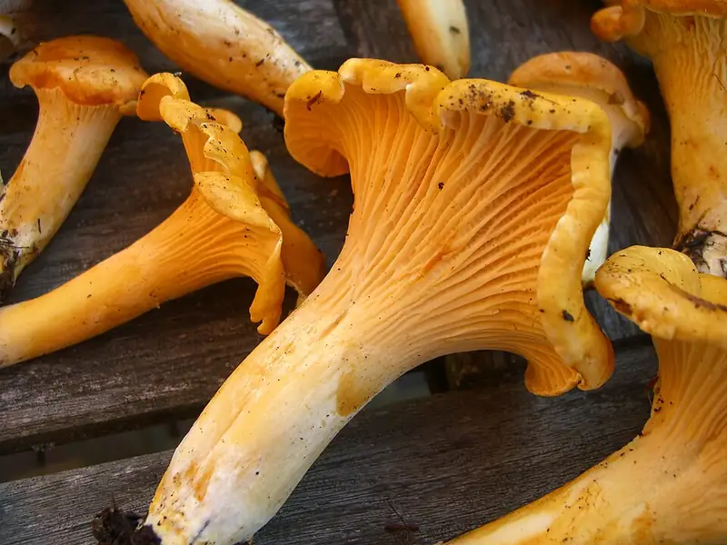 A golden-orange chanterelle mushroom with a wavy, trumpet-shaped cap and ridges running down the stem.