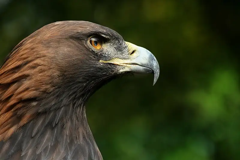 Close view of a golden eagle's head showing its hooked beak and golden neck feathers.