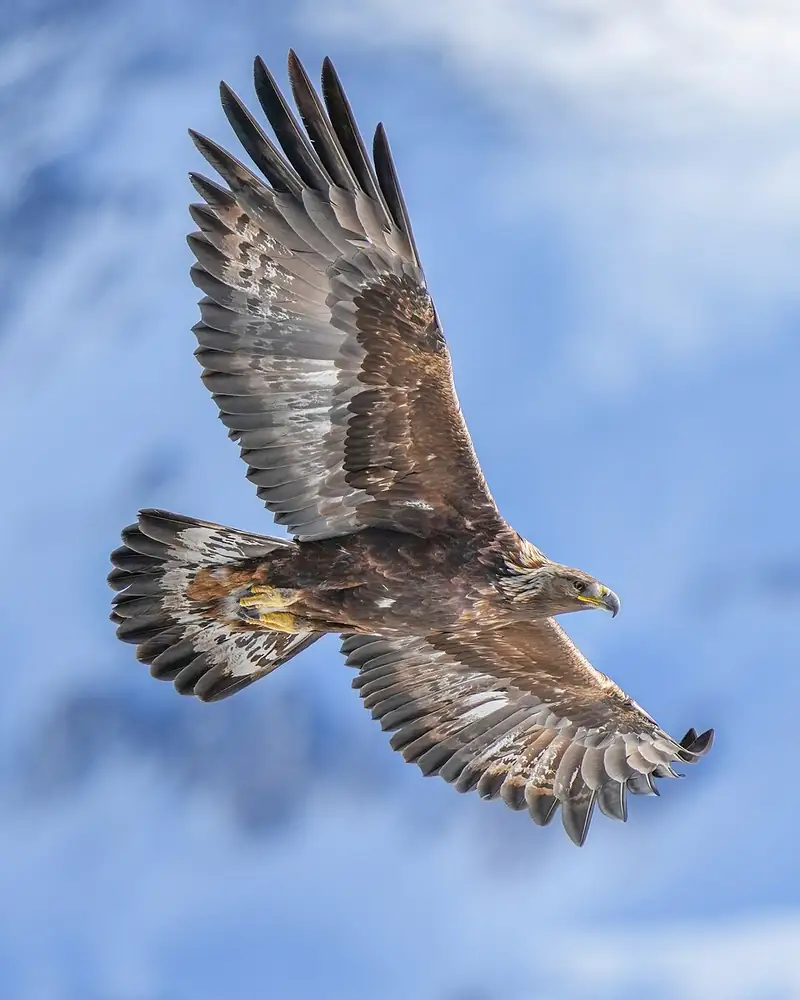 A golden eagle flying with wings fully spread over a mountain valley.