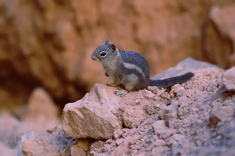 A golden-mantled ground squirrel standing on a rock ledge, seen close up in profile against red rock.