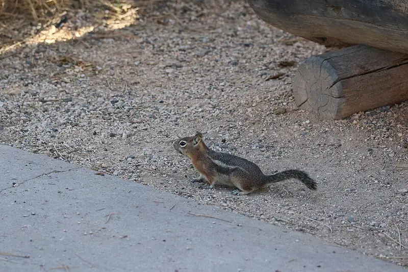 A golden-mantled ground squirrel standing on all fours on bare ground, showing its plain face without cheek stripes and the white stripe along its side.