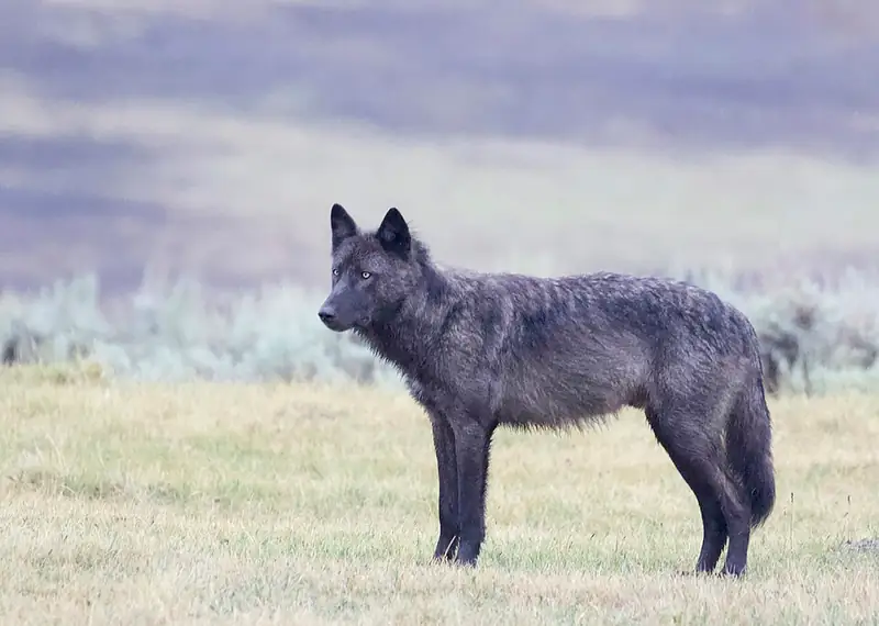 A wild gray wolf of the Junction Butte pack standing in Lamar Valley, Yellowstone.