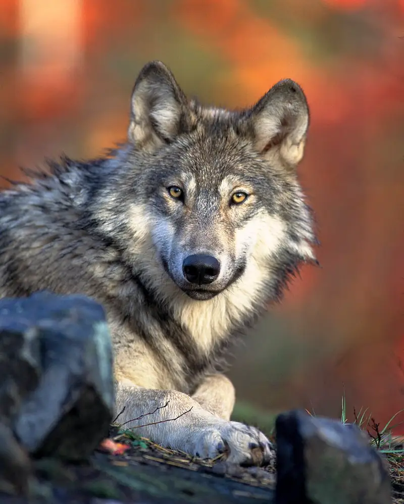 A gray wolf resting and facing the camera.