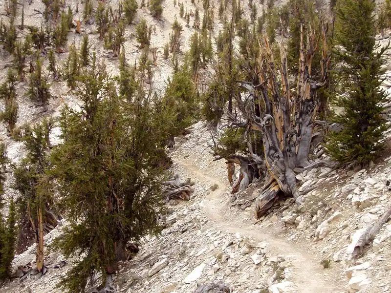 A rocky mountain trail winding among scattered ancient bristlecone pines.