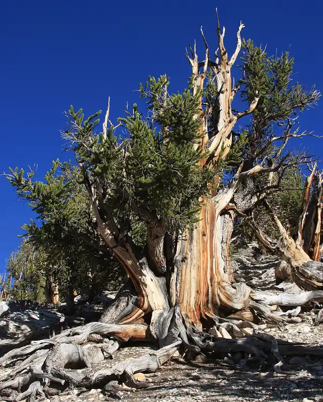 A large, gnarled bristlecone pine with twisted, weathered wood in a mix of live and dead sections.