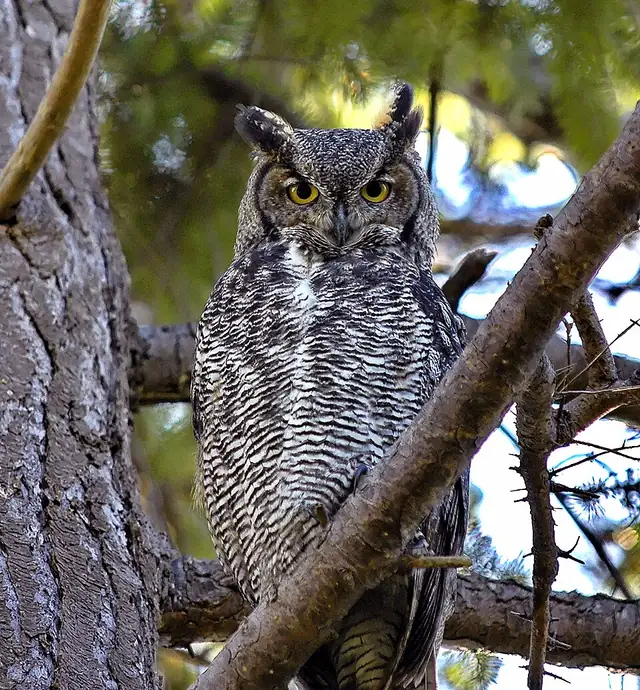 A great horned owl in Canada with mottled brown and gray feathers.