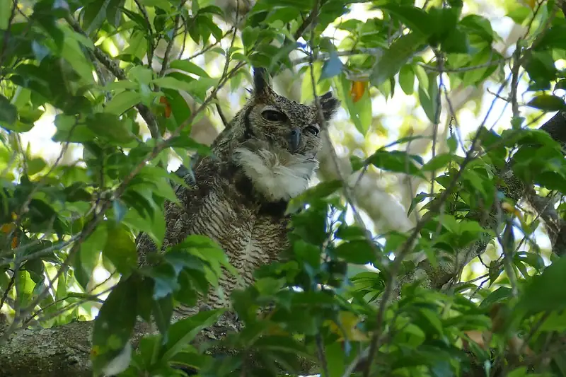 A great horned owl perched on a branch, showing its two feathery ear tufts and yellow eyes.