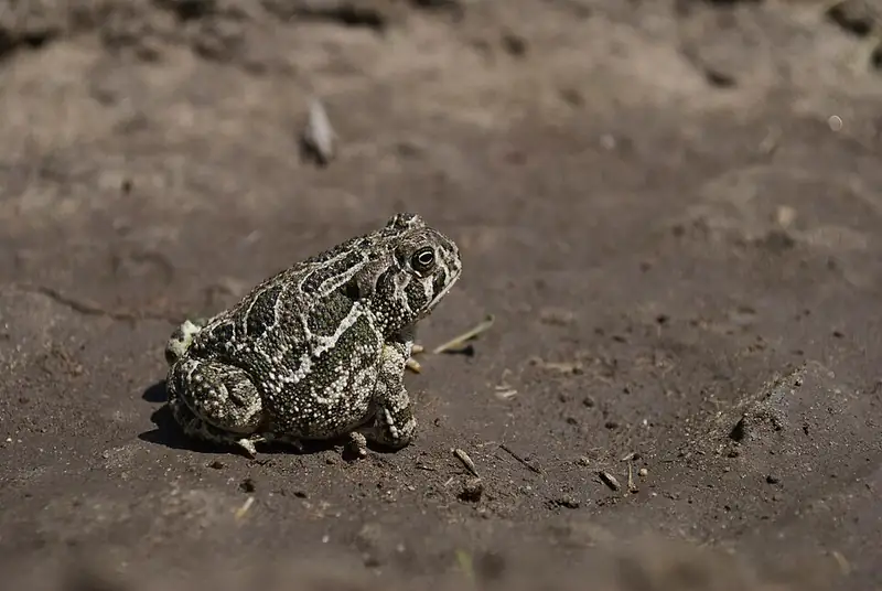 A Great Plains toad seen from above, showing the pale, symmetrical blotches on its back.
