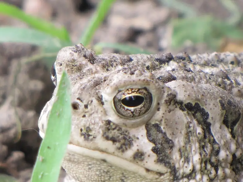 A Great Plains toad with warty, blotched skin resting on bare ground.