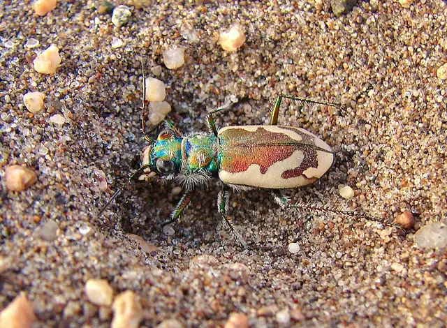 A close-up of a Great Sand Dunes tiger beetle showing its metallic blue-green head and thorax.