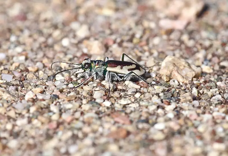 A tiger beetle with a violin-shaped brown and ivory pattern on its back, standing on pale sand.