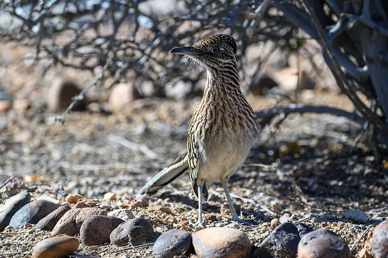 A greater roadrunner walking across open desert ground in Arizona.