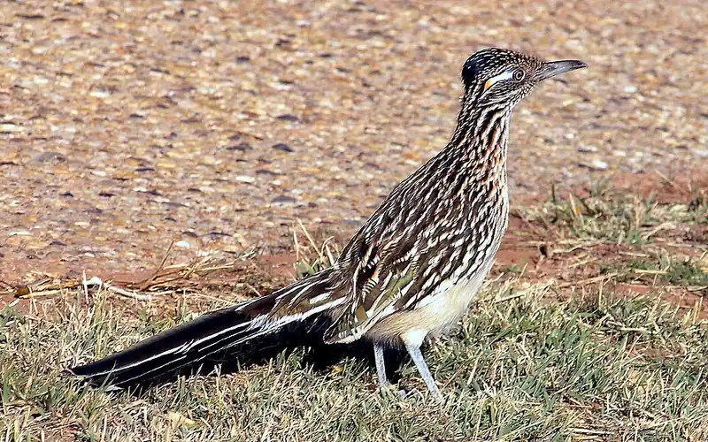 A greater roadrunner standing on the ground with its crest raised and tail up.