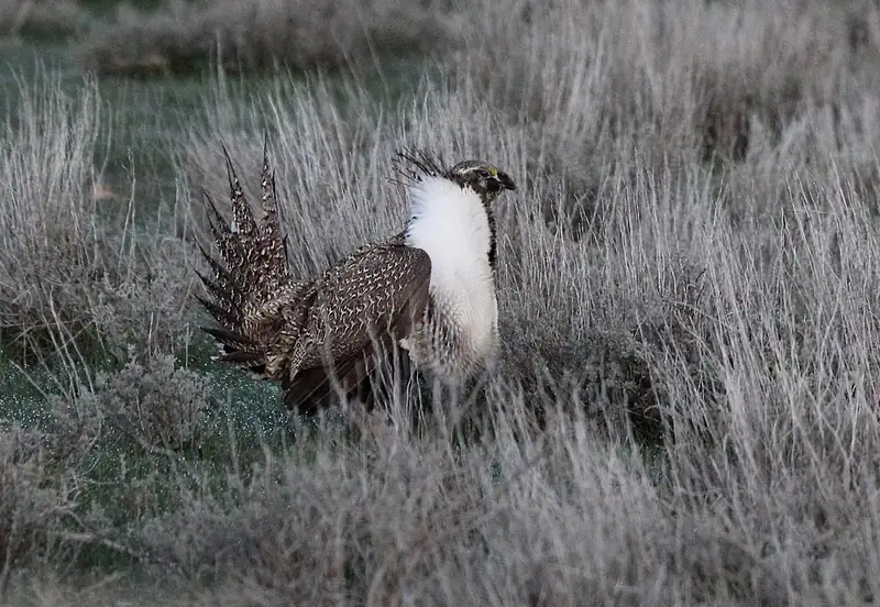 A greater sage-grouse standing in open sagebrush habitat.