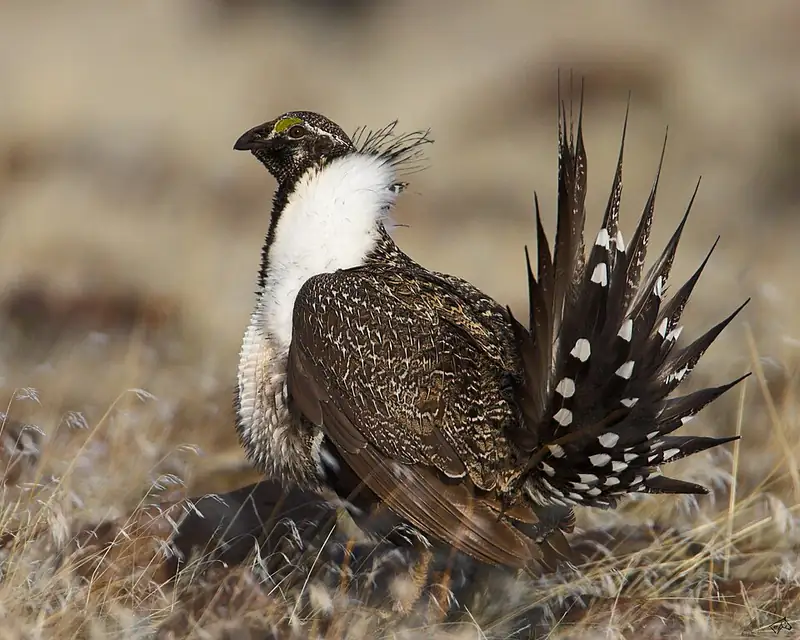 A male greater sage-grouse displaying with inflated white chest feathers and spread tail feathers.
