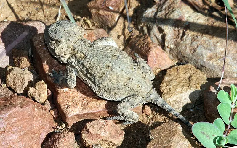 A greater short-horned lizard seen close up, showing the short horns and spikes around its head.