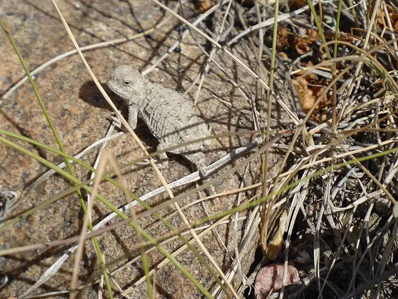 A greater short-horned lizard with a flat, spiky, gray-brown body resting on bare ground.