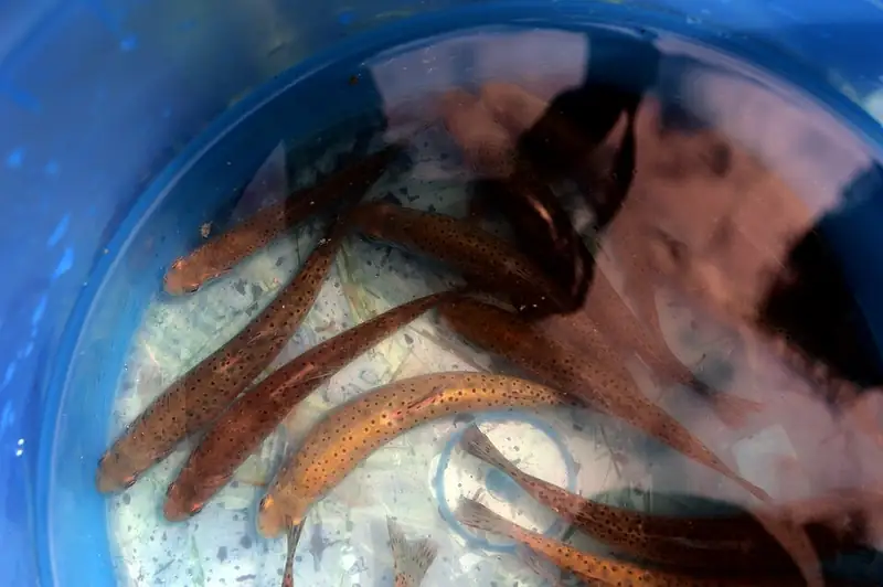Greenback cutthroat trout in a bucket of water, awaiting release into a lake.