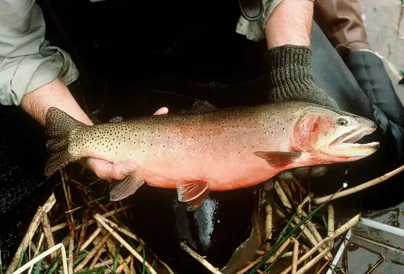 An adult greenback cutthroat trout, showing dark spots and the red throat marking that gives cutthroat trout their name.