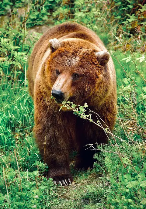 A grizzly bear moving through green vegetation while foraging.
