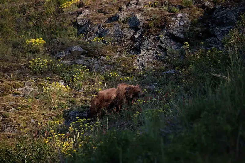 A grizzly bear walking through open ground, with a clear muscle hump over its shoulders.
