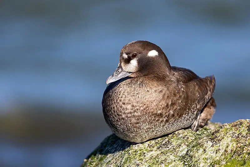 A female harlequin duck, brown and gray with a white spot behind the eye, resting on a rock.