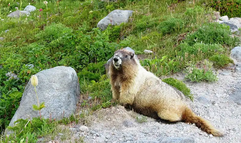 A hoary marmot in a subalpine meadow in the Pacific Northwest.