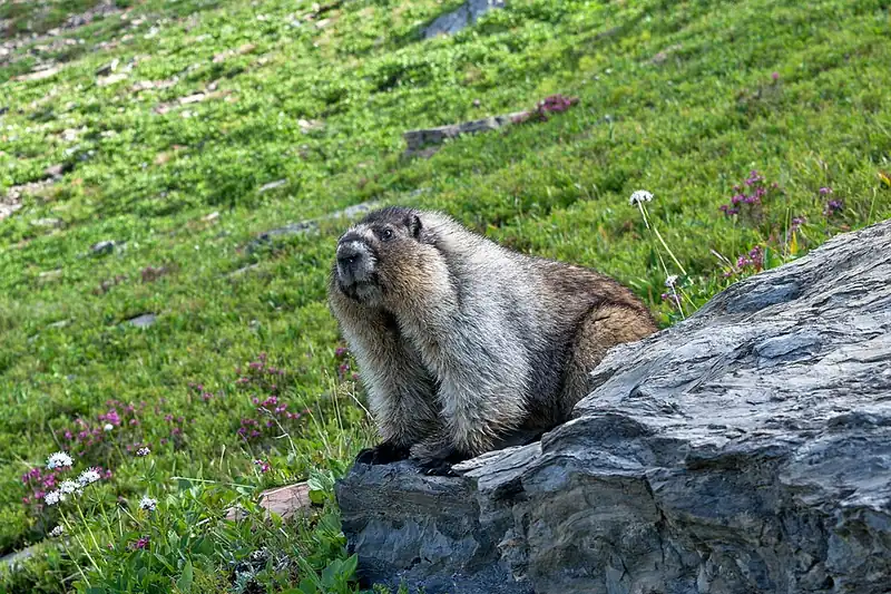 A hoary marmot with silvery-gray fur sitting on a rock in a mountain meadow.