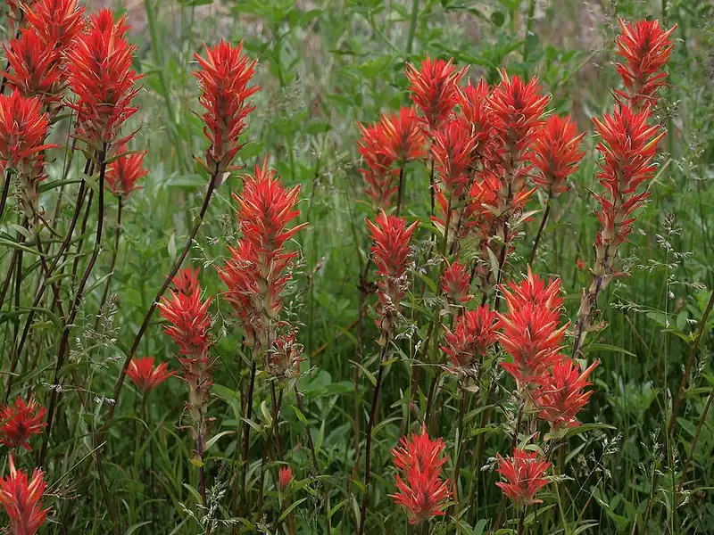 Close view of Indian paintbrush showing the small green flowers among red bracts.