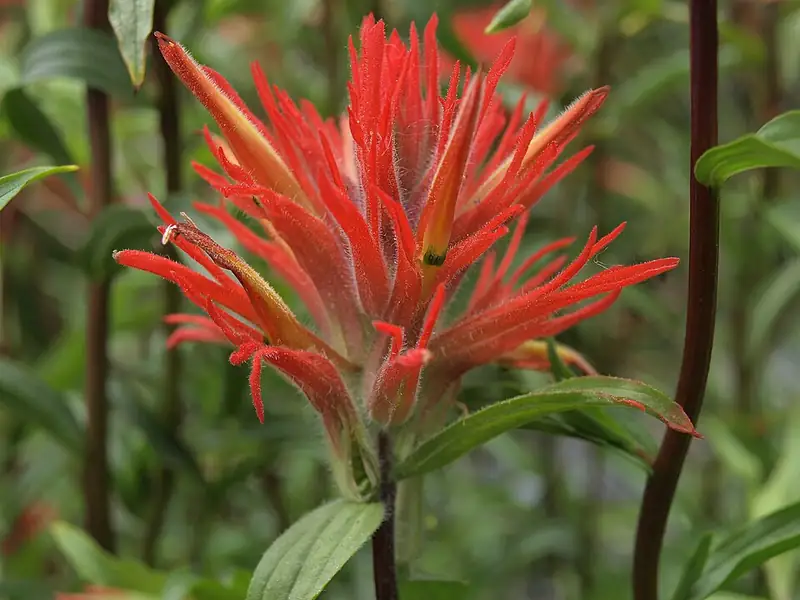A cluster of bright red-orange Indian paintbrush bracts in a green mountain meadow.