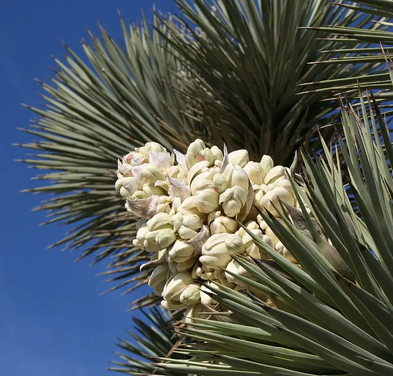 A dense cluster of creamy Joshua tree flowers at the tip of a spiky branch.