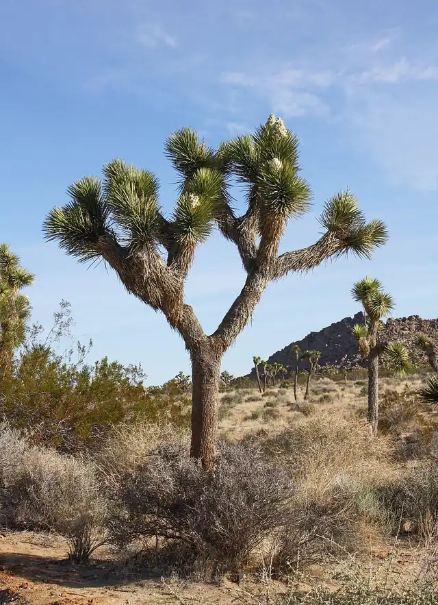 A single Joshua tree with many spiky branches standing in the open desert against a blue sky.