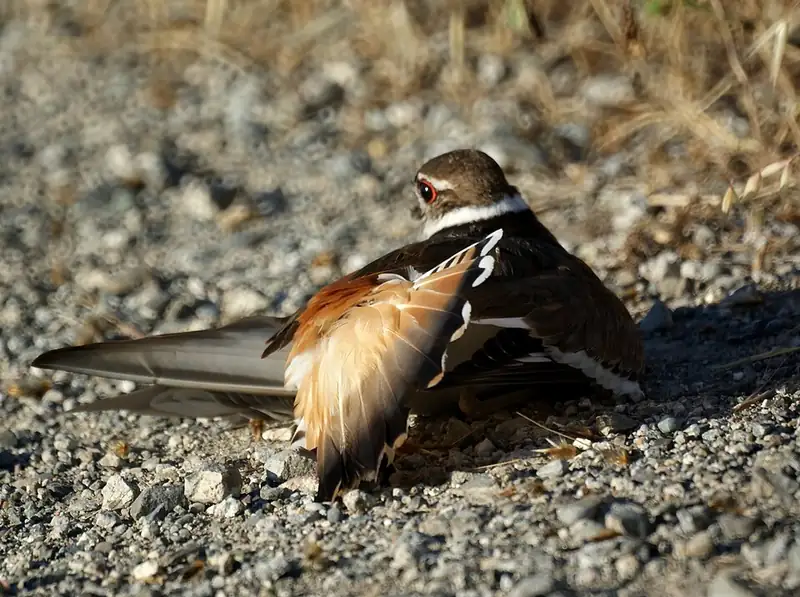 A killdeer crouched on gravel with one wing splayed open and its orange tail fanned, performing the broken-wing display.
