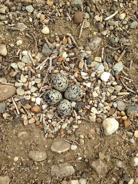 Four speckled killdeer eggs lying in a shallow scrape on open gravel, almost the same colors as the stones around them.