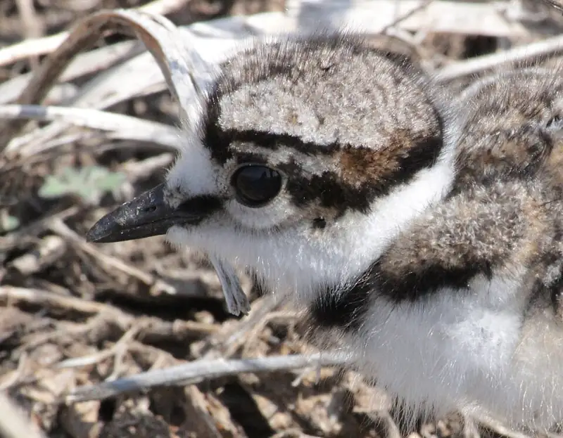 A downy killdeer chick close up on the ground, with a single black band across its chest and a black stripe through its eye.