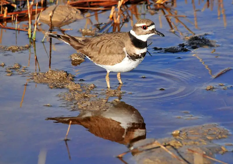 An adult killdeer standing in shallow water on a mudflat, showing two black bands across its white chest and a red ring around its eye.