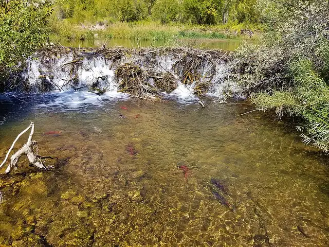Spawning kokanee salmon gathered in a shallow creek, their bodies bright red.