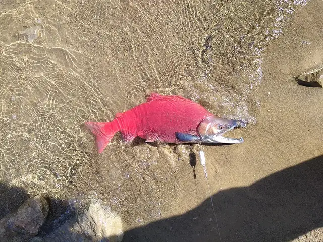 A male kokanee salmon in its bright red spawning color with a hooked jaw, in a shallow stream.