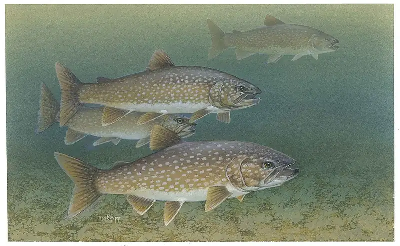 A lake trout held above the water, showing its pale-spotted flanks.