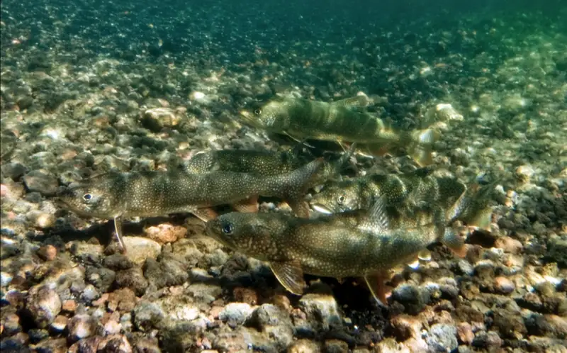 A lake trout in shallow water near a lake bottom, showing its deeply forked tail and pale-spotted dark body.