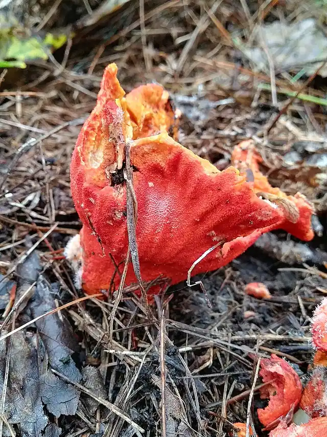 A lobster mushroom showing its orange dimpled surface and pale reshaped flesh.