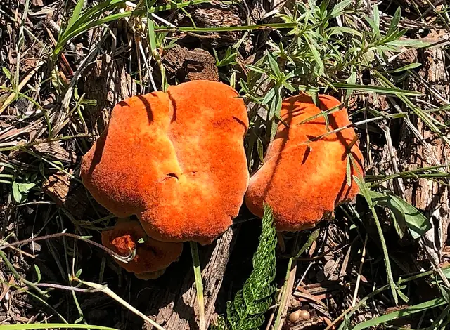 A bright orange-red lobster mushroom with a firm, bumpy surface on the forest floor.