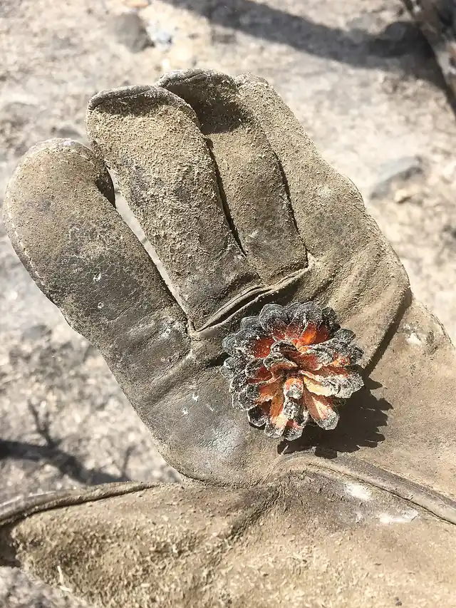 A charred, opened lodgepole pine cone resting on a soot-covered gloved hand.