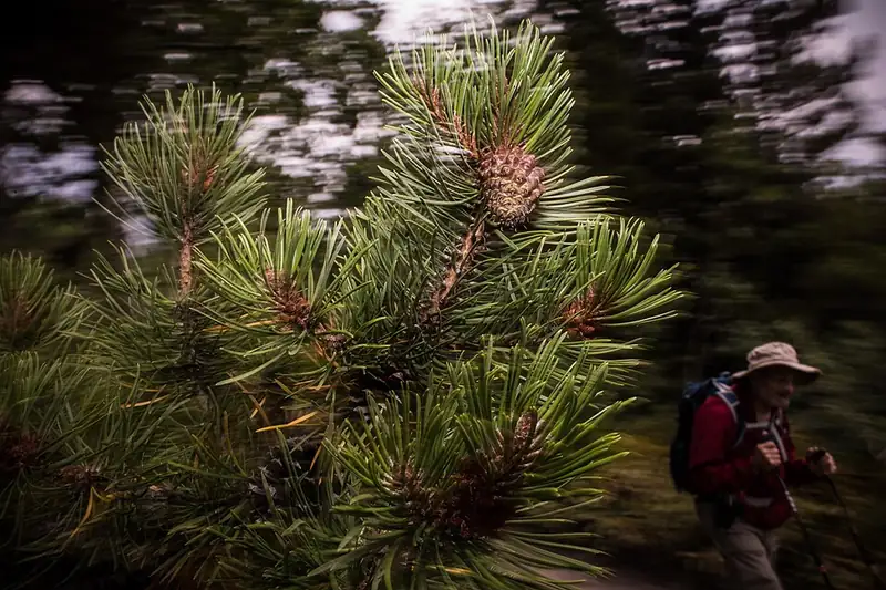 A lodgepole pine branch with a young green cone and needle clusters, a hiker with a backpack blurred in the background.