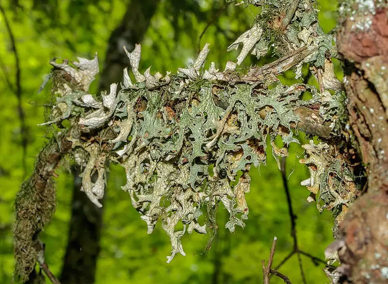 Close view of the ridged, lobed surface of lungwort lichen.