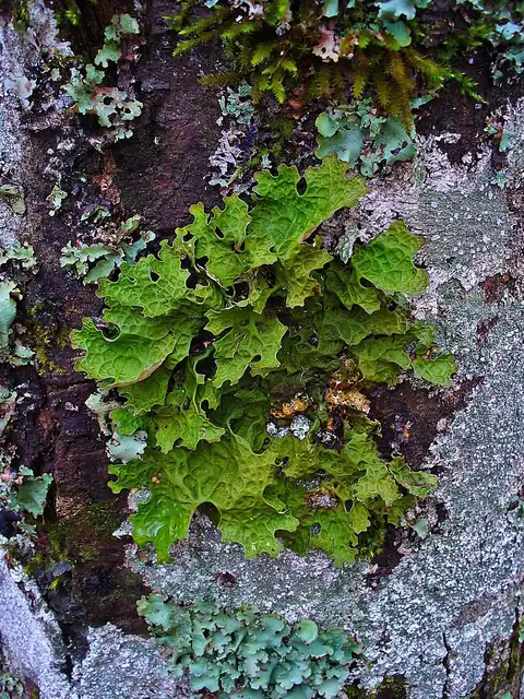 A ridged, lettuce-like green lungwort lichen growing on tree bark.