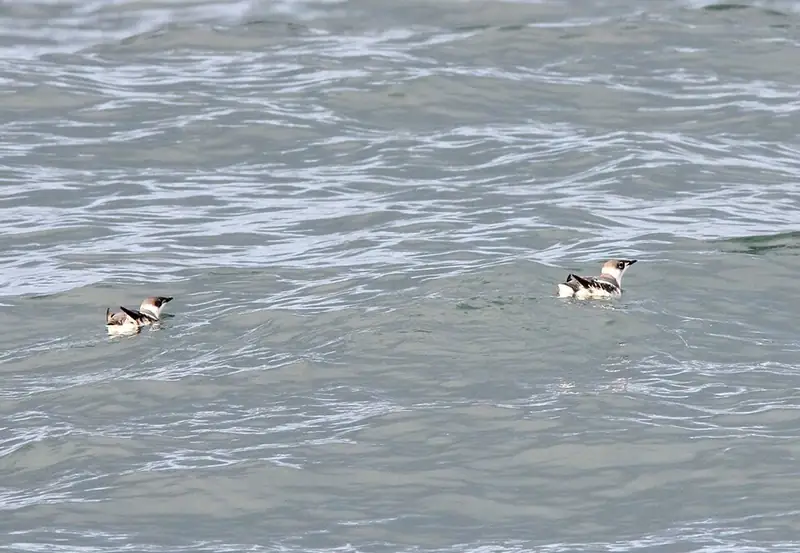 Two marbled murrelets floating together on the ocean just offshore.