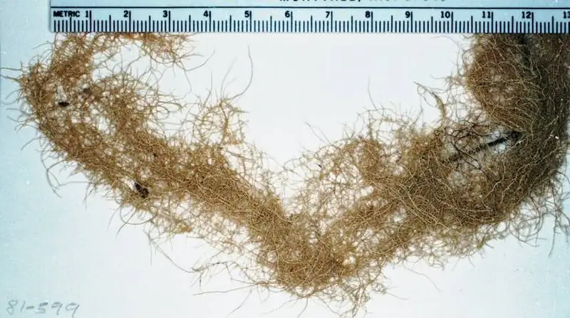 A close view of the fine hanging threads of Methuselah's beard lichen.